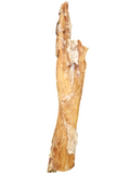 Giant Paddywhack