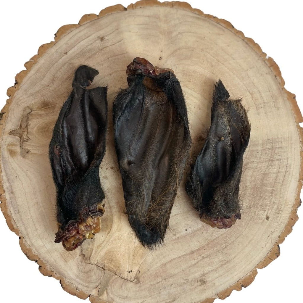 Hairy Buffalo Ear