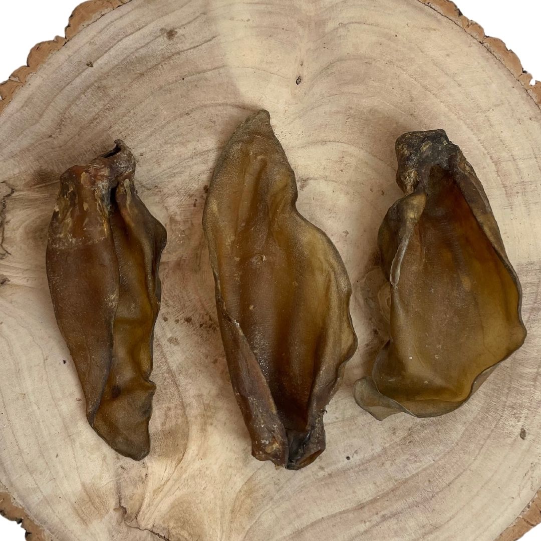 Large Buffalo Ear