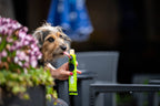 Woof&Brew Paw Pops for Dogs  - Freeze Pops for Dogs - Doggy Ice Pops