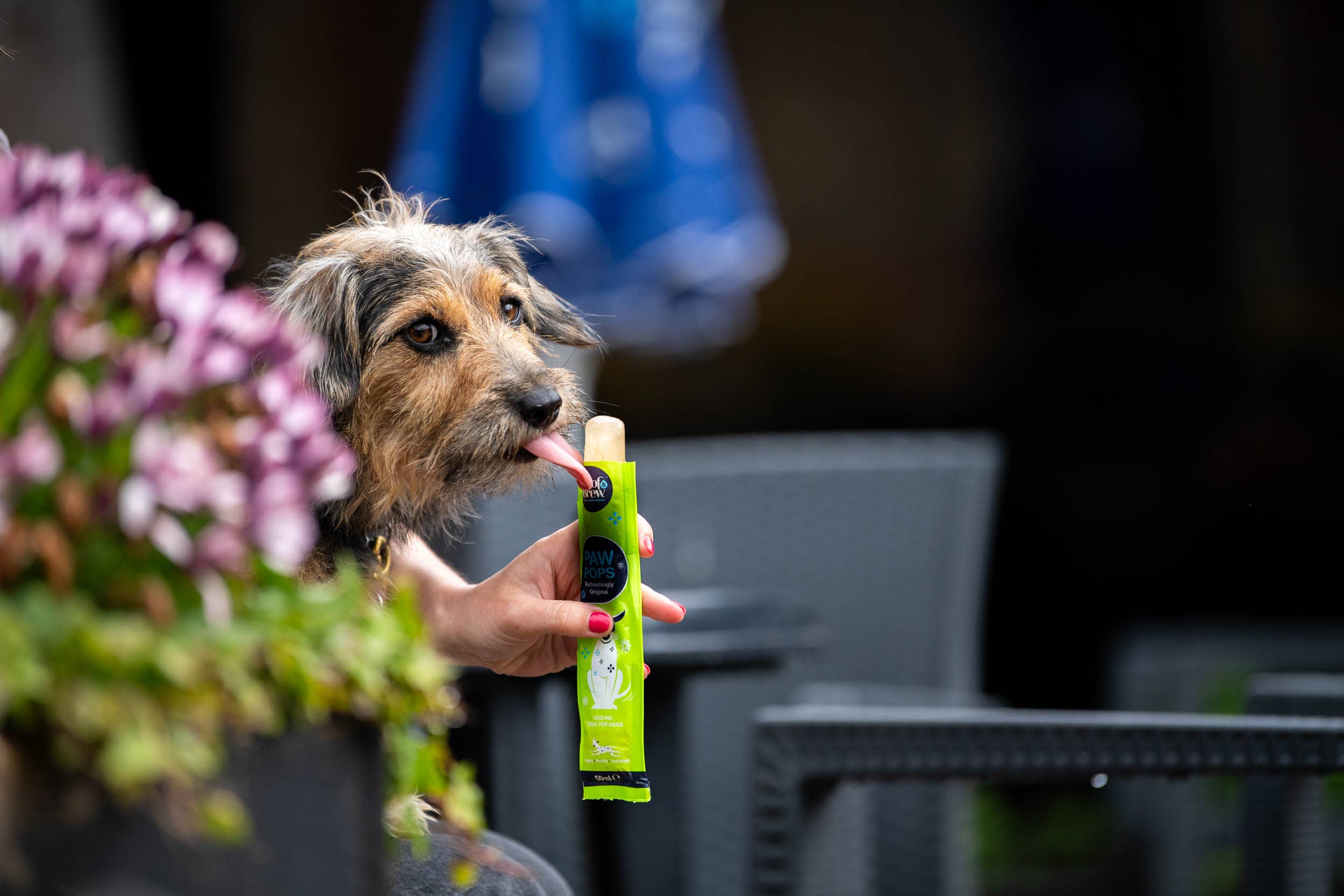 Woof&Brew Paw Pops for Dogs  - Freeze Pops for Dogs - Doggy Ice Pops