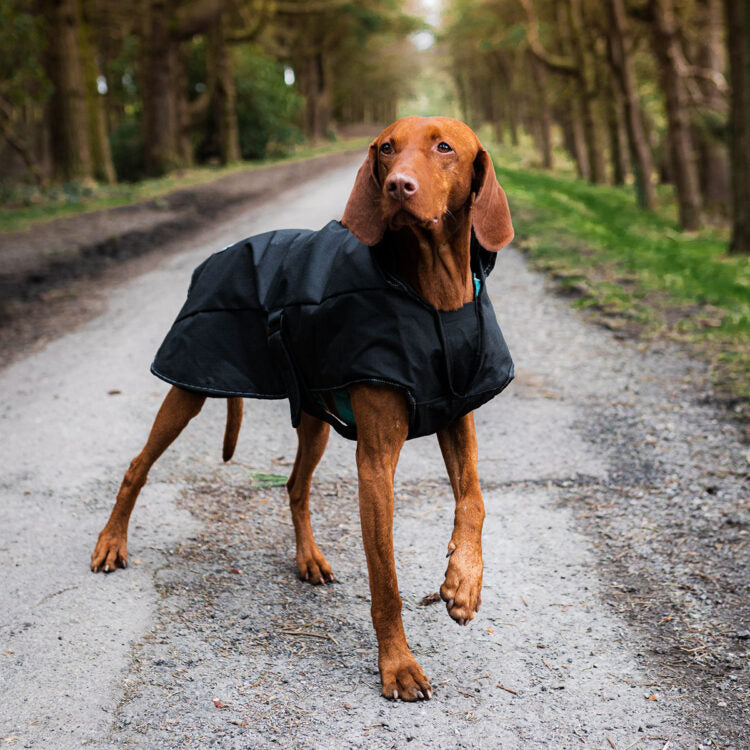 Danish Design Blue Harness 2 in 1 Ultimate Dog Coat