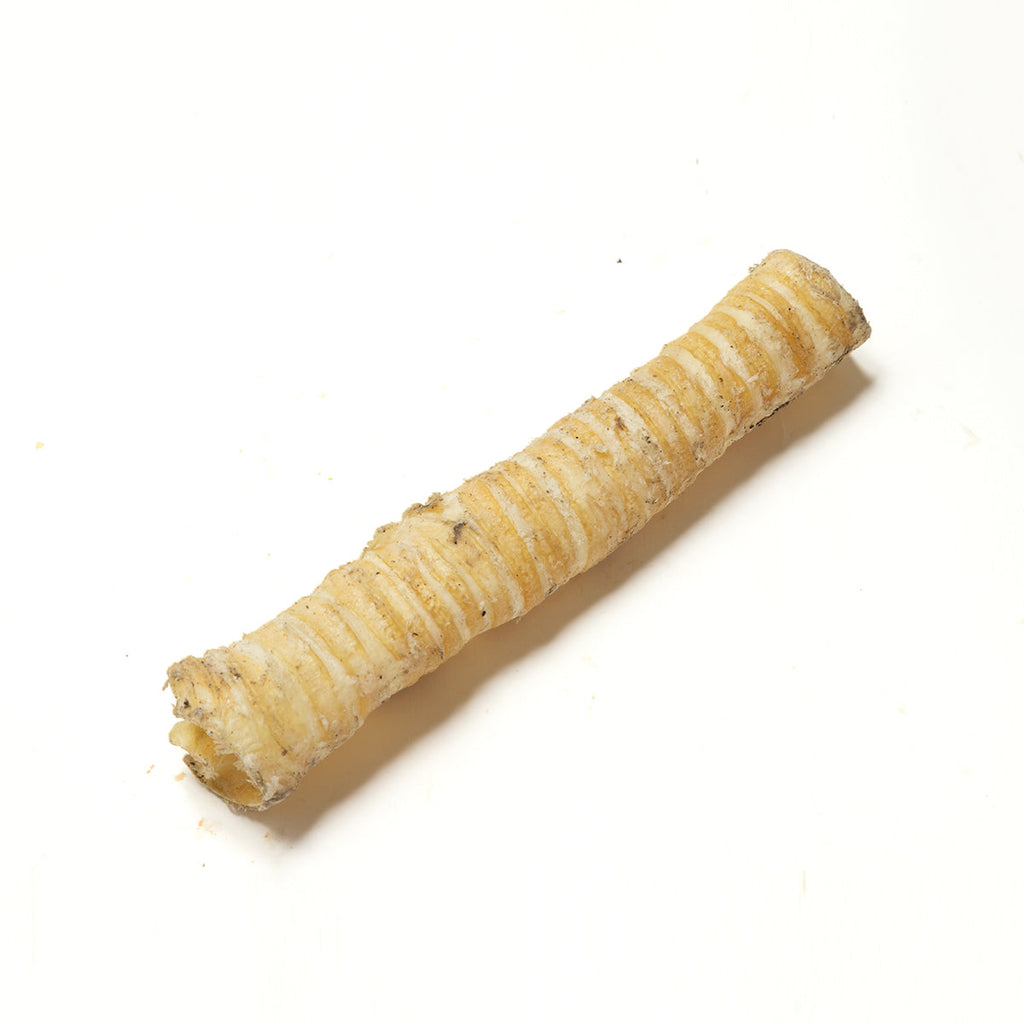 Long Trachea