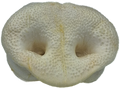 Huge Puffed Pigs Snout