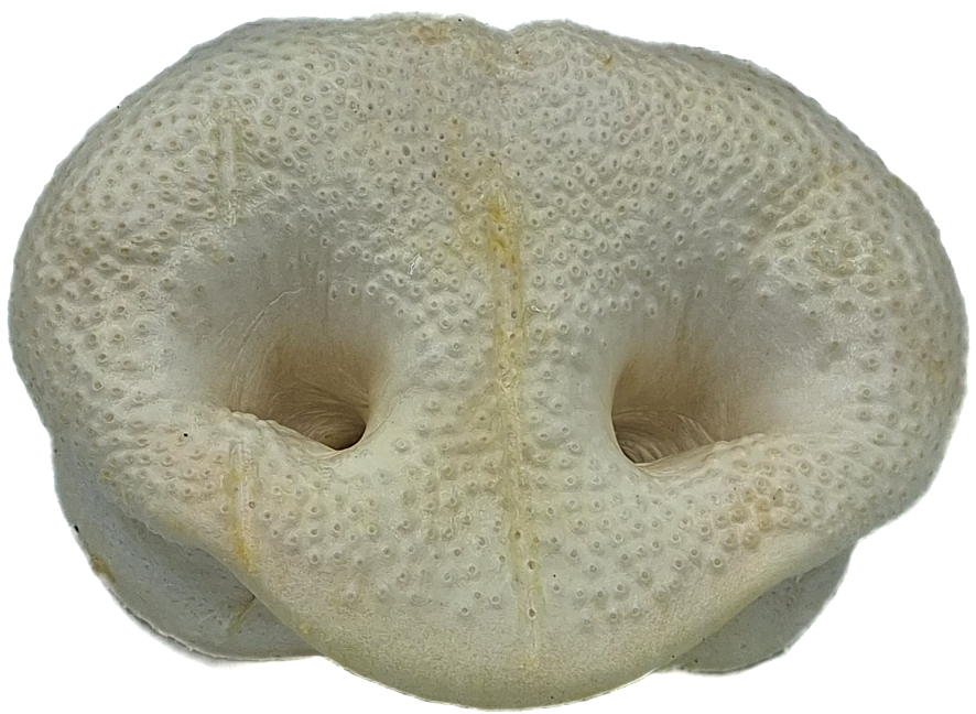Huge Puffed Pigs Snout