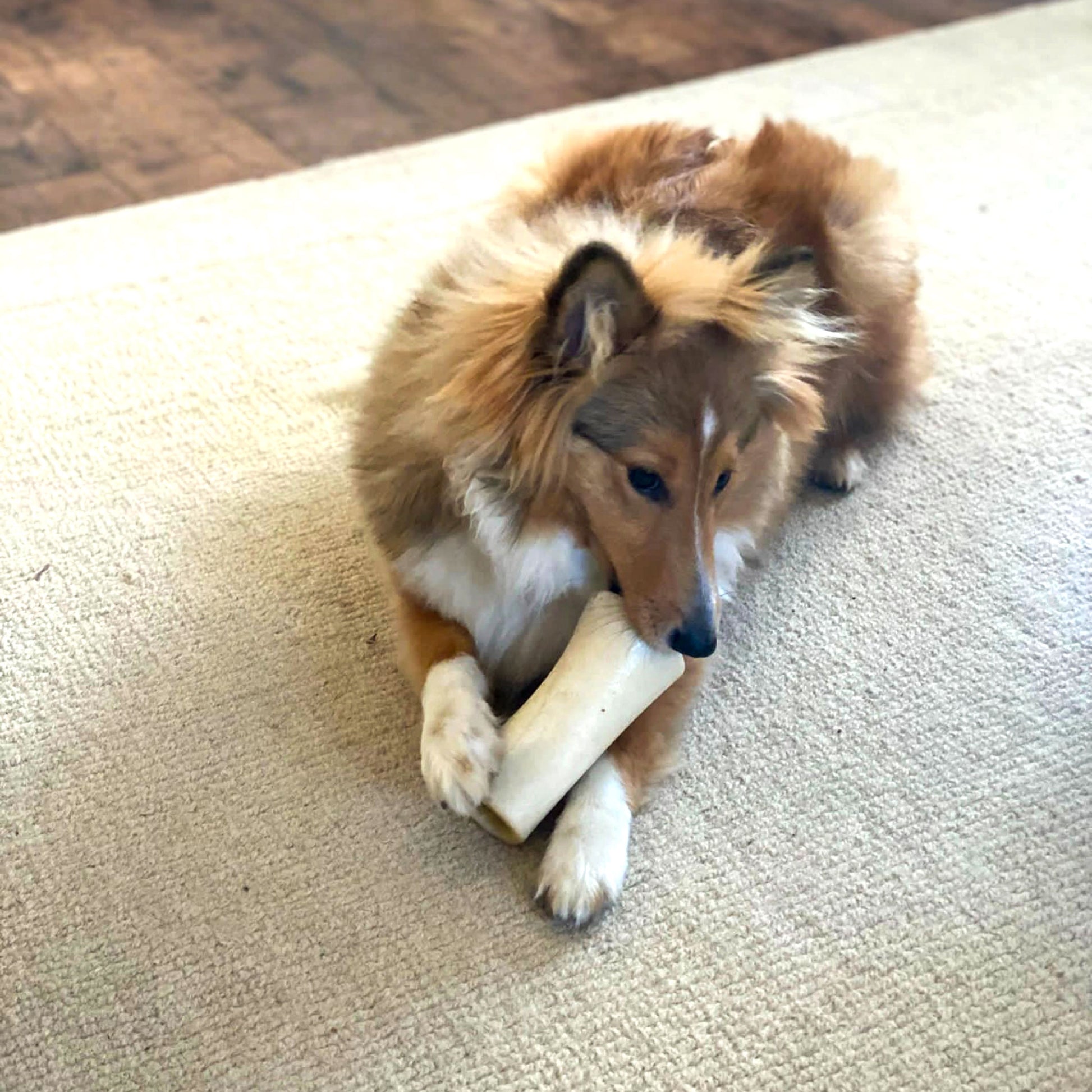 Large Meaty Filled Bone
